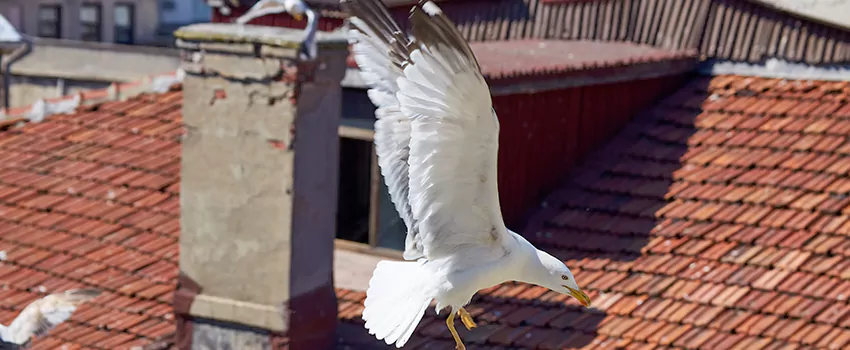 Residential Chimney Animal Removal Solution in Streetsboro, OH